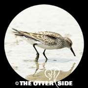 White-rumped Sandpiper