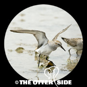 White-rumped Sandpiper