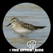White-rumped Sandpiper