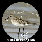 White-rumped Sandpiper