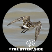White-rumped Sandpiper