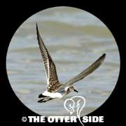 White-rumped Sandpiper