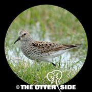 White-rumped Sandpiper