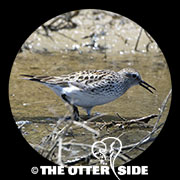 White-rumped Sandpiper