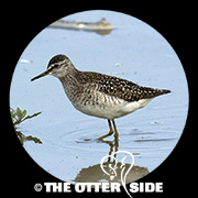 Wood Sandpiper