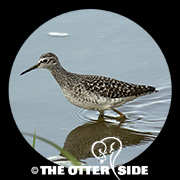 Wood Sandpiper