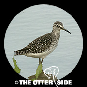 Wood Sandpiper