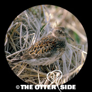 Rock Sandpiper - Aleutians