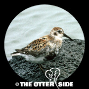 Rock Sandpiper - Pribilofs