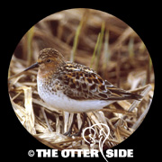Red-necked Stint