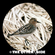 Red-necked Stint