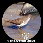 Spotted Sandpiper