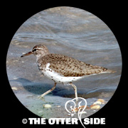 Spotted Sandpiper