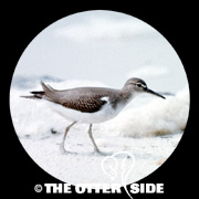 Spotted Sandpiper