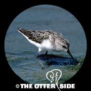 Semipalmated Sandpiper