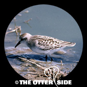 Semipalmated Sandpiper