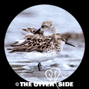 Semipalmated Sandpiper