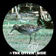 Sharp-tailed Sandpiper