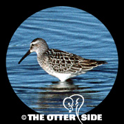 Stilt Sandpiper