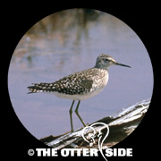 Wood Sandpiper