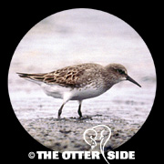 White-rumped Sandpiper