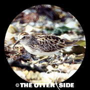 Long-toed Stint