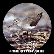 Solitary Sandpiper