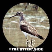 Solitary Sandpiper