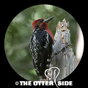 Red-breasted Sapsucker