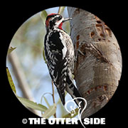 Red-naped Sapsucker