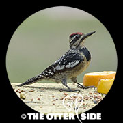 Yellow-bellied Sapsucker