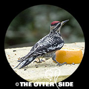 Yellow-bellied Sapsucker