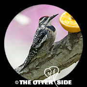 Yellow-bellied Sapsucker