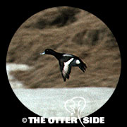 Greater Scaup