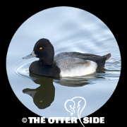 Lesser Scaup