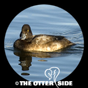 Lesser Scaup