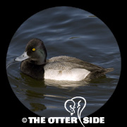 Lesser Scaup