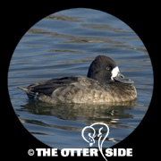Lesser Scaup