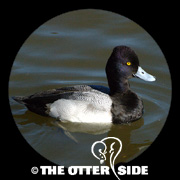 Lesser Scaup