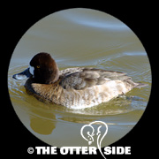 Lesser Scaup