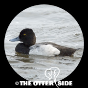 Lesser Scaup