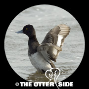 Lesser Scaup