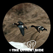 Lesser Scaup