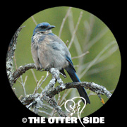 Woodhouse's Scrub-Jay - Southwestern