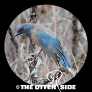 Woodhouse's Scrub-Jay - Southwestern