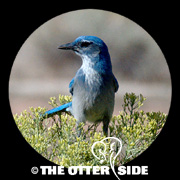 Woodhouse's Scrub-Jay - Great Basin