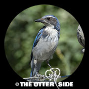 California Scrub-Jay