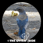 California Scrub-Jay