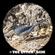 Woodhouse's Scrub-Jay - Southwestern