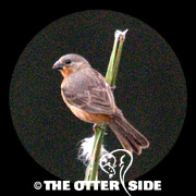 Ruddy-breasted Seedeater